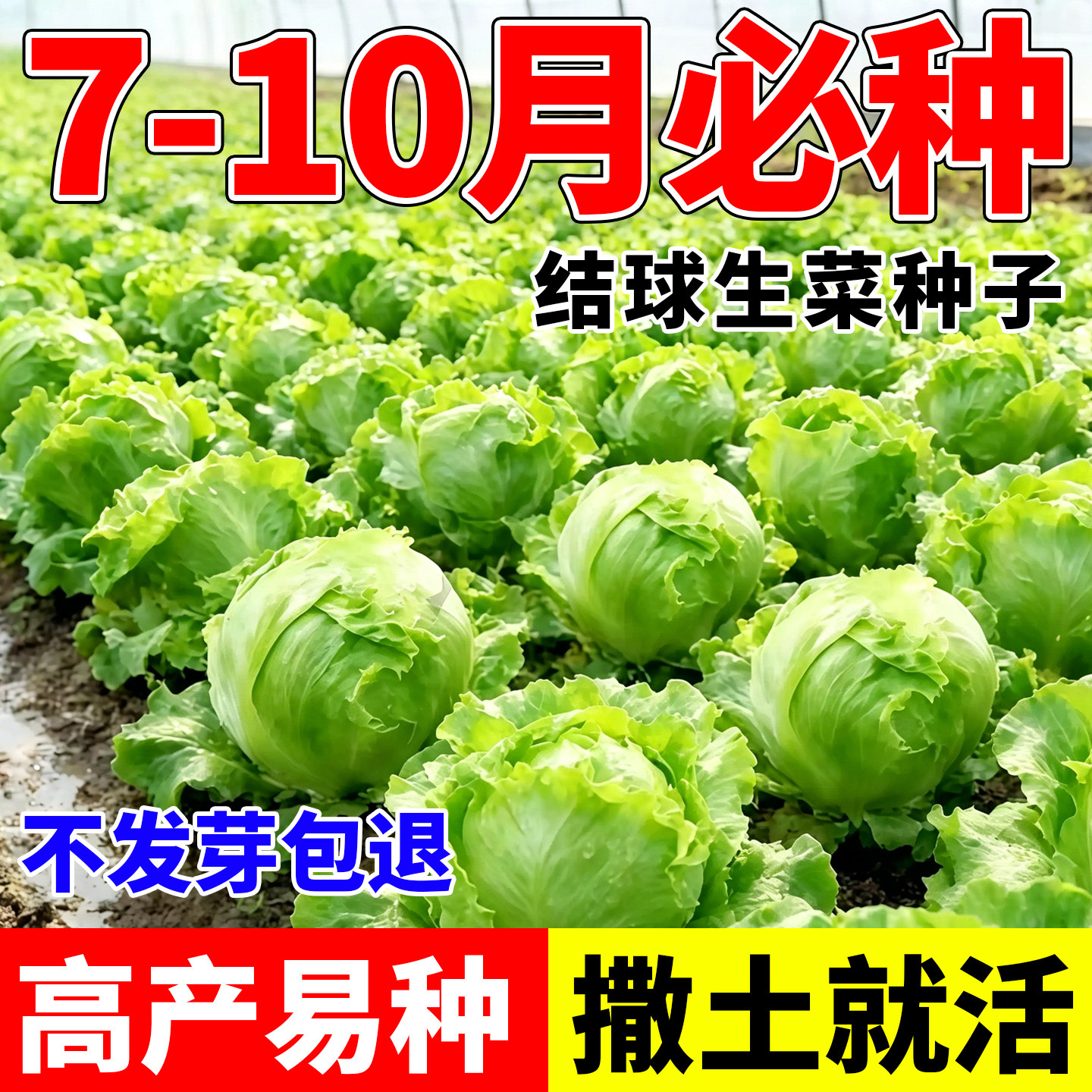 结球生菜种子圆球形包心生菜四季可种阳台庭院菜园好种易活菜种籽