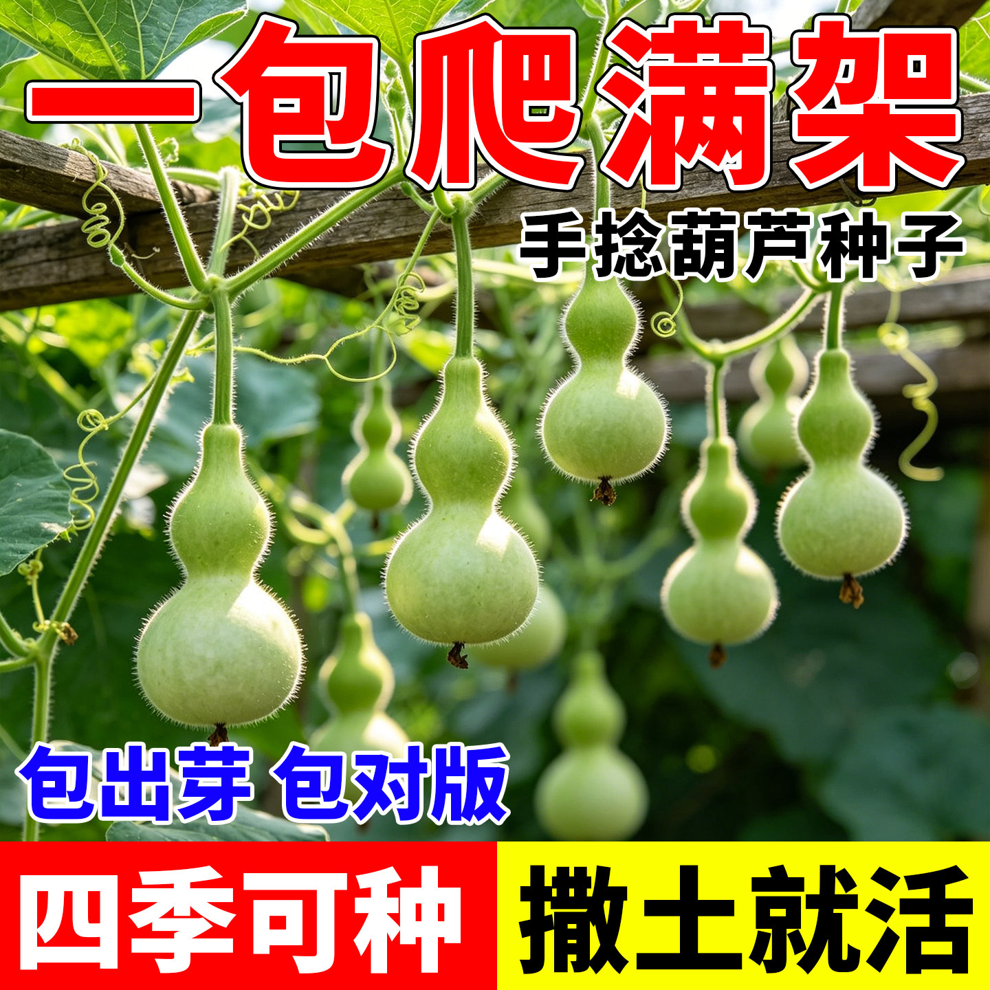 手捻葫芦种籽文玩葫芦四季蔬菜种子阳台小院盆栽新手易种约15粒
