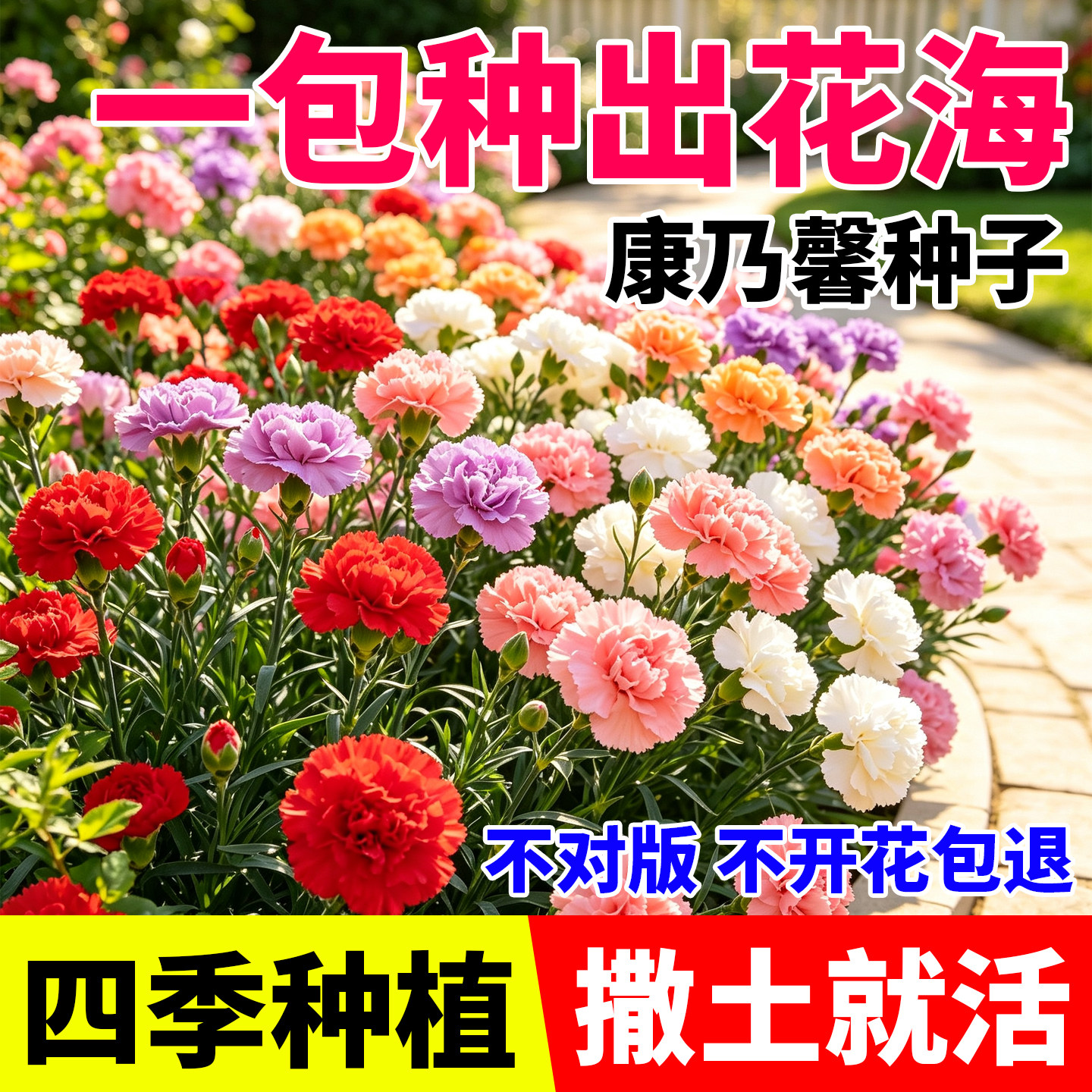 重瓣康乃馨种子花种子阳台庭院驱蚊香草籽四季播种花卉盆栽花籽