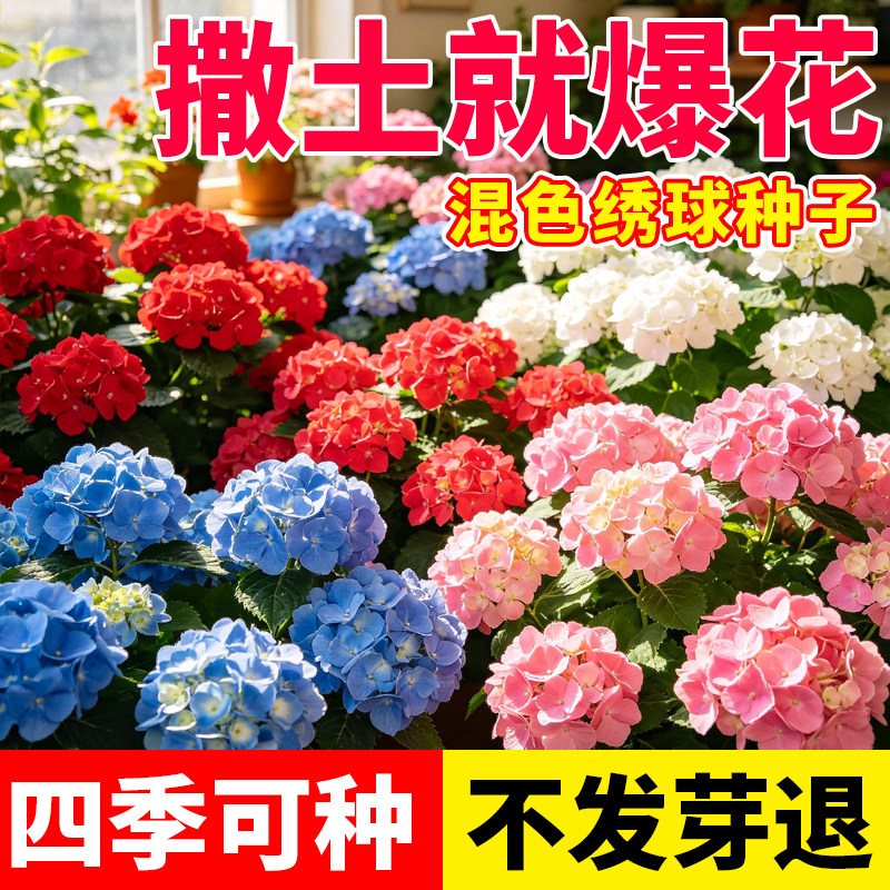 花种子绣球花种子混色花种籽四季播种好养活阳台小院盆栽约500粒图片