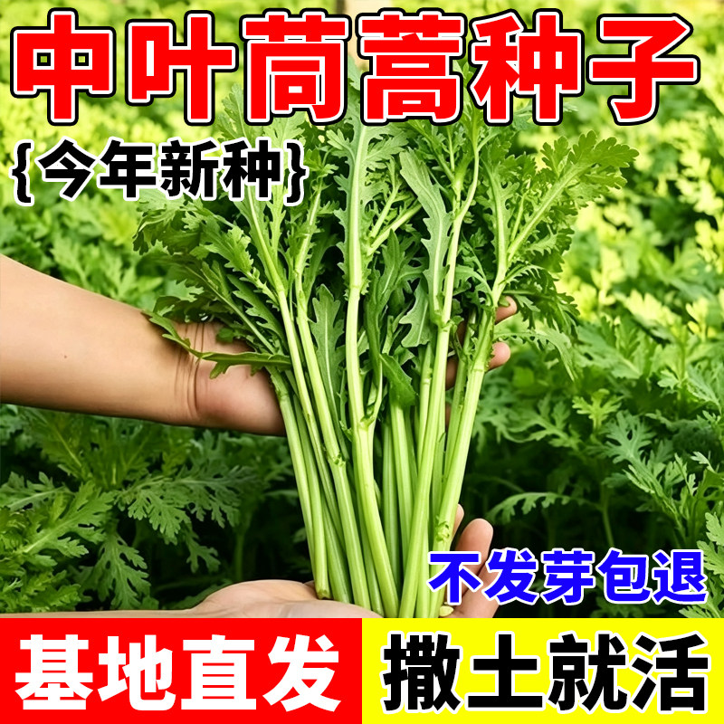 中叶茼蒿种子皇帝菜种子春播秋播花叶茼蒿春菊菜四季蔬菜种子大全