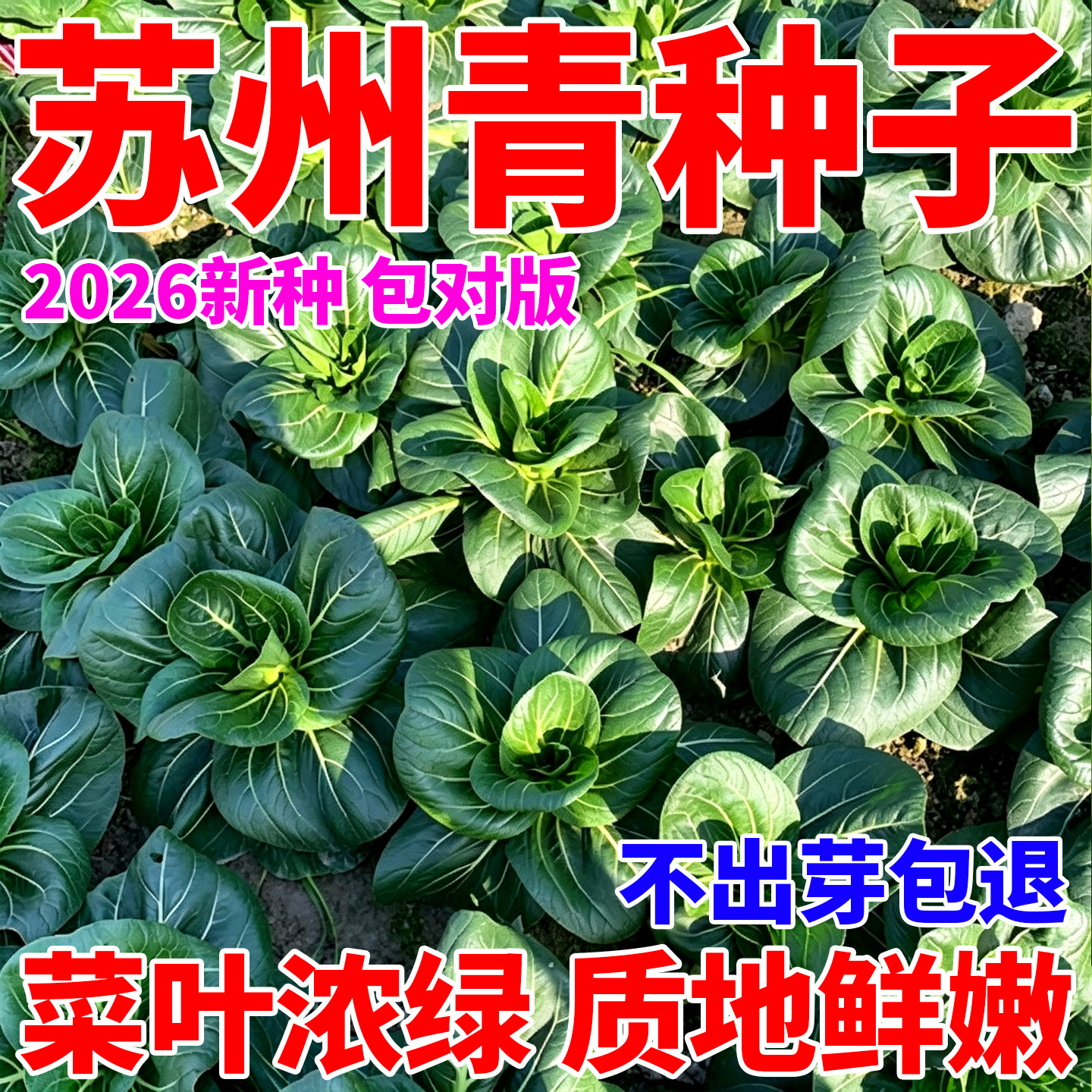 黑叶矮脚苏州青种子油菜种籽正宗小青菜四季小白菜孑上海青种子