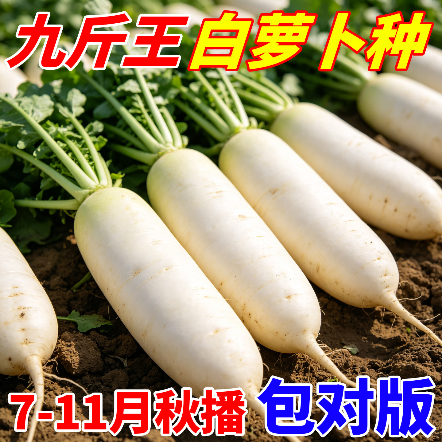 正宗九斤王玉白萝卜种子沙窝青水果甜萝卜种子四季高端蔬菜种子