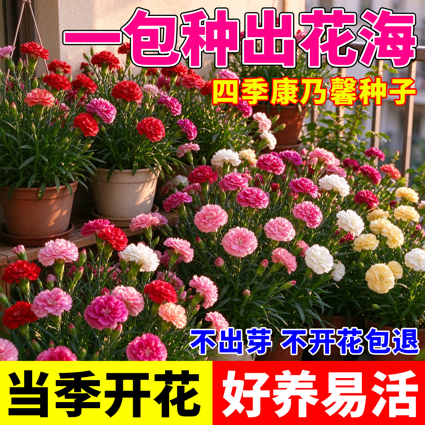 重瓣康乃馨种子花种子阳台庭院驱蚊香草籽四季播种花卉种子大全