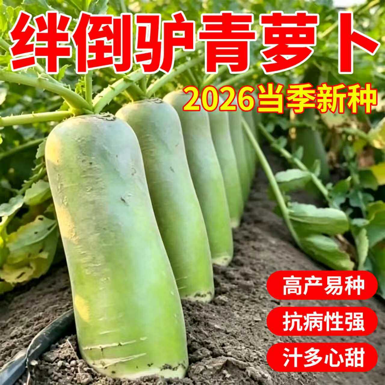 绊倒驴青萝卜种子2026当季新鲜青皮绿瓤萝卜籽秋播阳台盆栽菜地