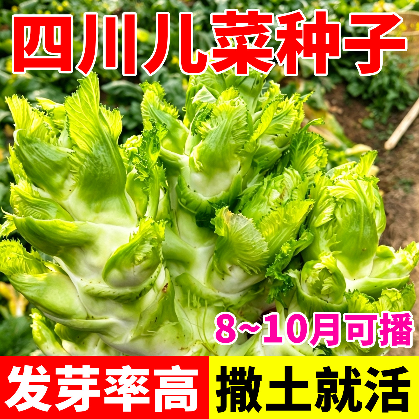 正宗四川儿菜种子多侧芽娃娃菜蔬菜田园庭院阳台盆栽易种植种子