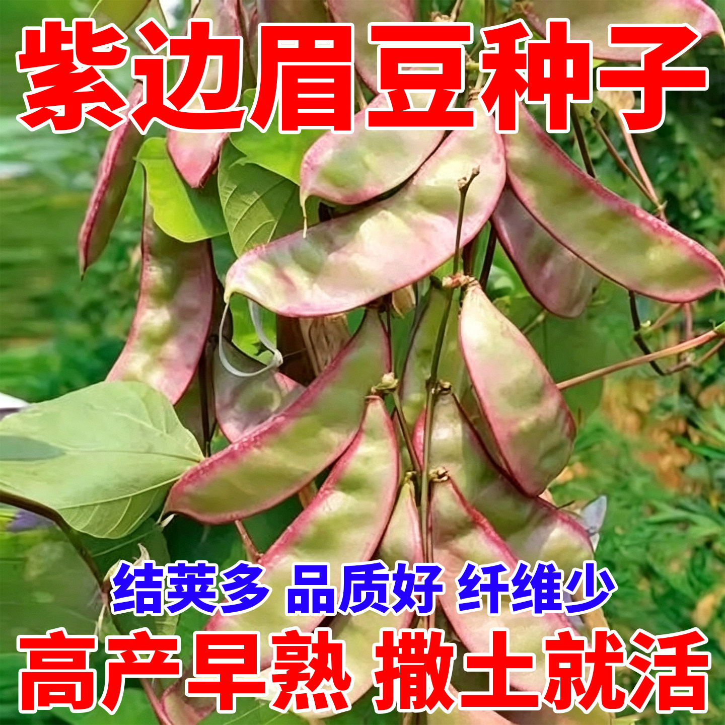 紫边眉豆种子高产早熟豆角色豆角种籽刀豆扁豆豇豆蔬菜种四季播种