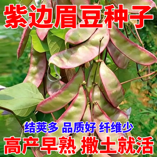紫边眉豆种子高产早熟豆角色豆角种籽刀豆扁豆豇豆蔬菜种四季播种