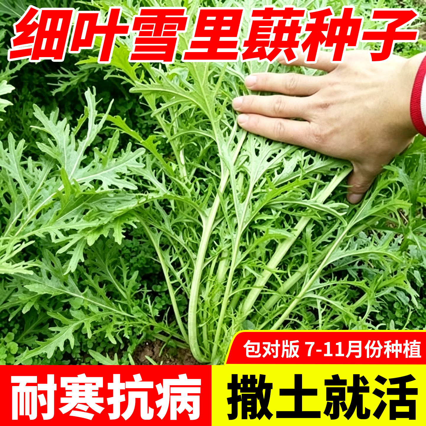雪里蕻菜种籽菜籽四季雪菜雪里红蔬菜秋播青菜阳台农家庭院蔬菜种