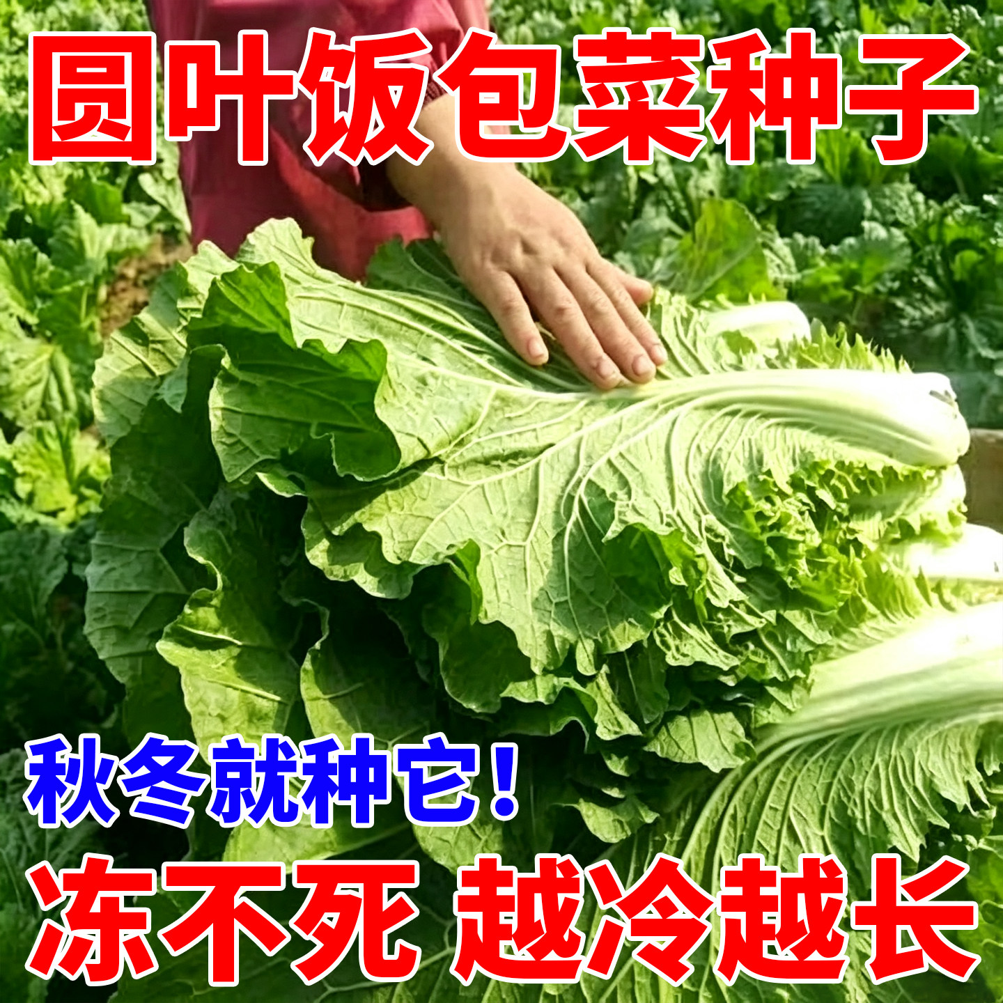 饭包白菜种子东北饭包菜种籽打包白菜东北大叶白菜籽蔬菜种子大全图片