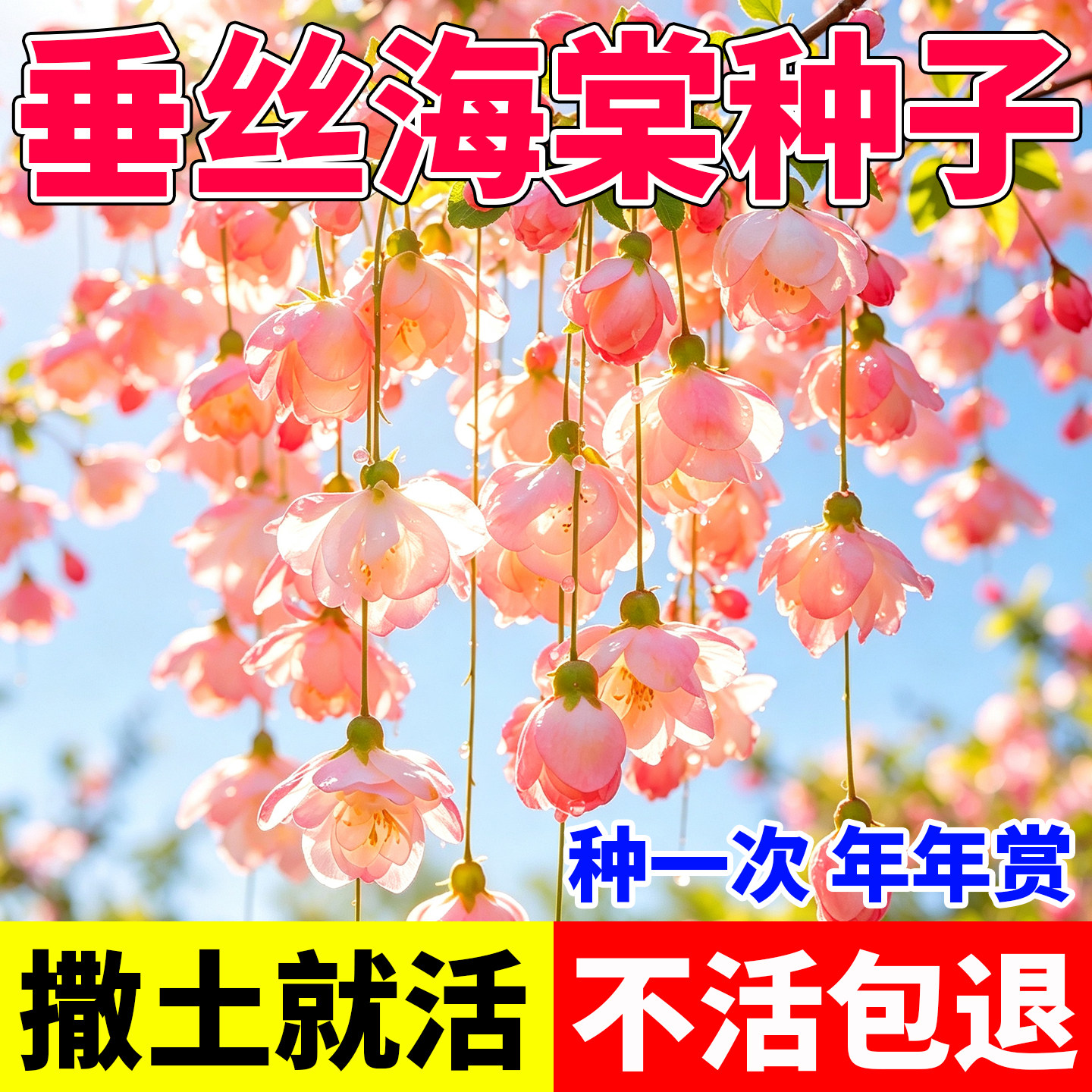 垂丝海棠种子花种子玻璃海棠盆栽易种活花籽四季播种西府海棠花
