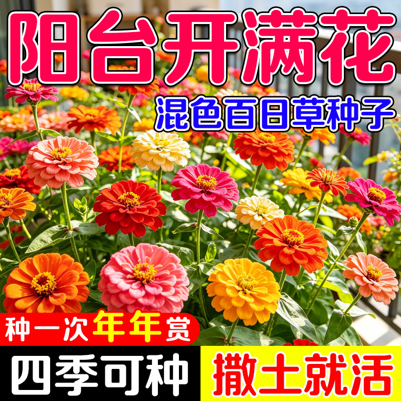 百日草种籽花种子重瓣百日草花四季播种阳台小院新手易种易活花卉