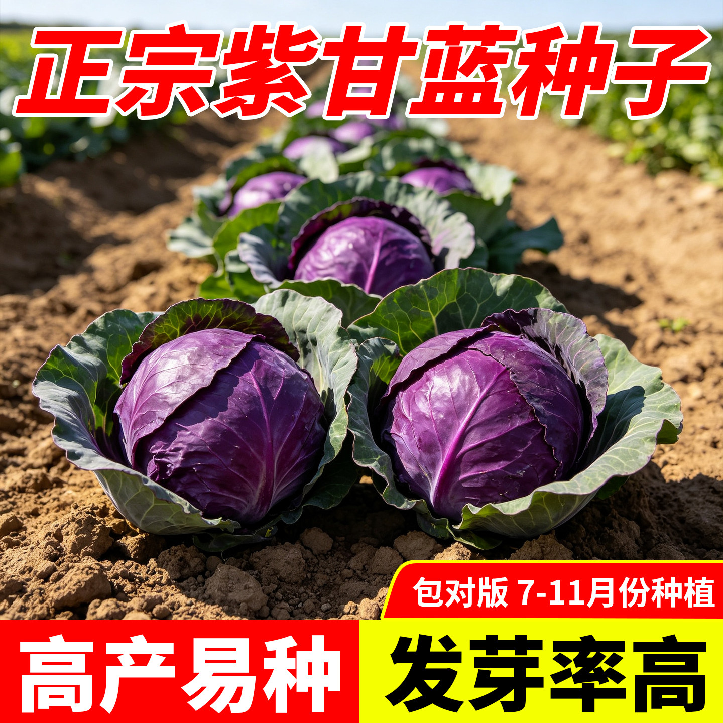 正宗紫甘蓝种子紫色紫皮包菜种籽卷心菜种籽四季可种阳台庭院蔬菜