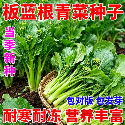 板蓝根青菜苔种子甜脆菜苔籽种农家菜农家盆栽板蓝根小青菜蔬菜种