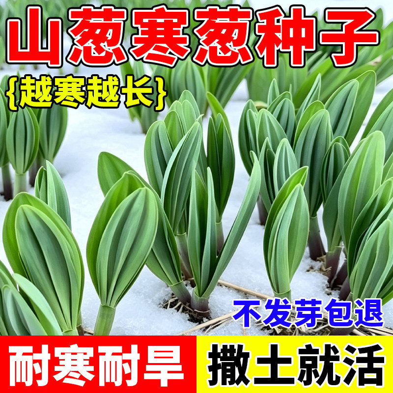 东北山葱寒葱种子蔬菜种籽耐寒耐冻高产阳台小院盆栽蔬菜新手易种