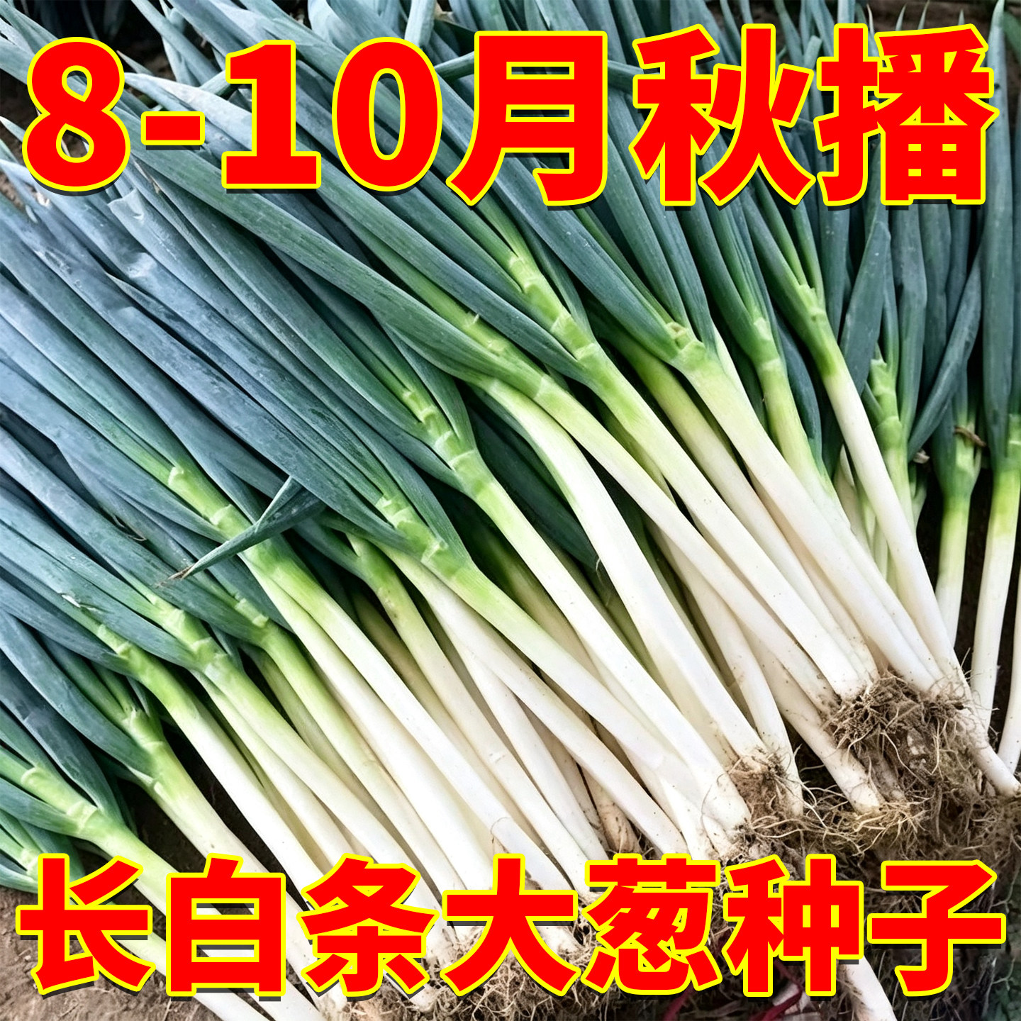 山东正宗章丘大葱种子铁杆长白条大葱种籽春秋冬四季高产蔬菜种孑