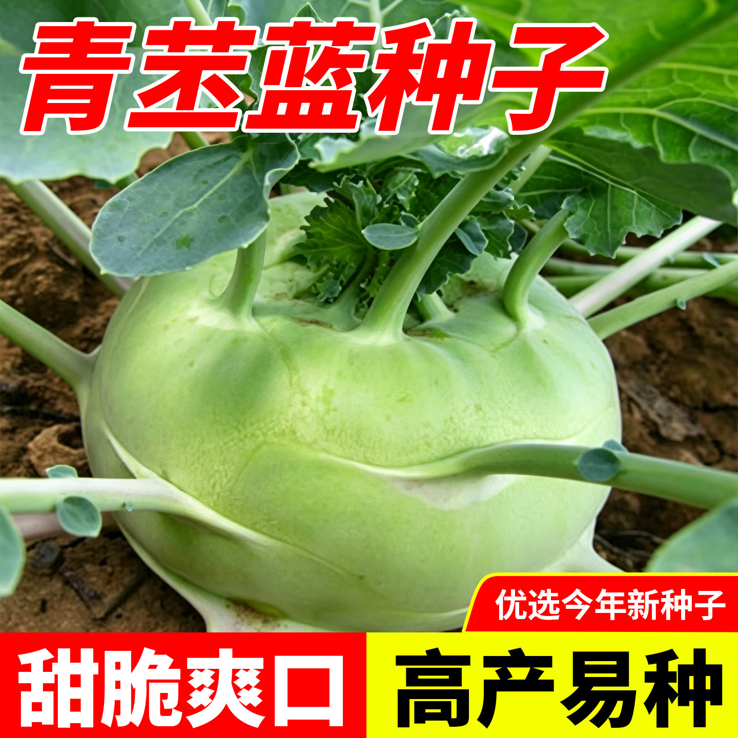 【家庭蔬菜种子】青苤蓝种子秋播耐寒蔬菜种籽阳台盆栽庭院菜园