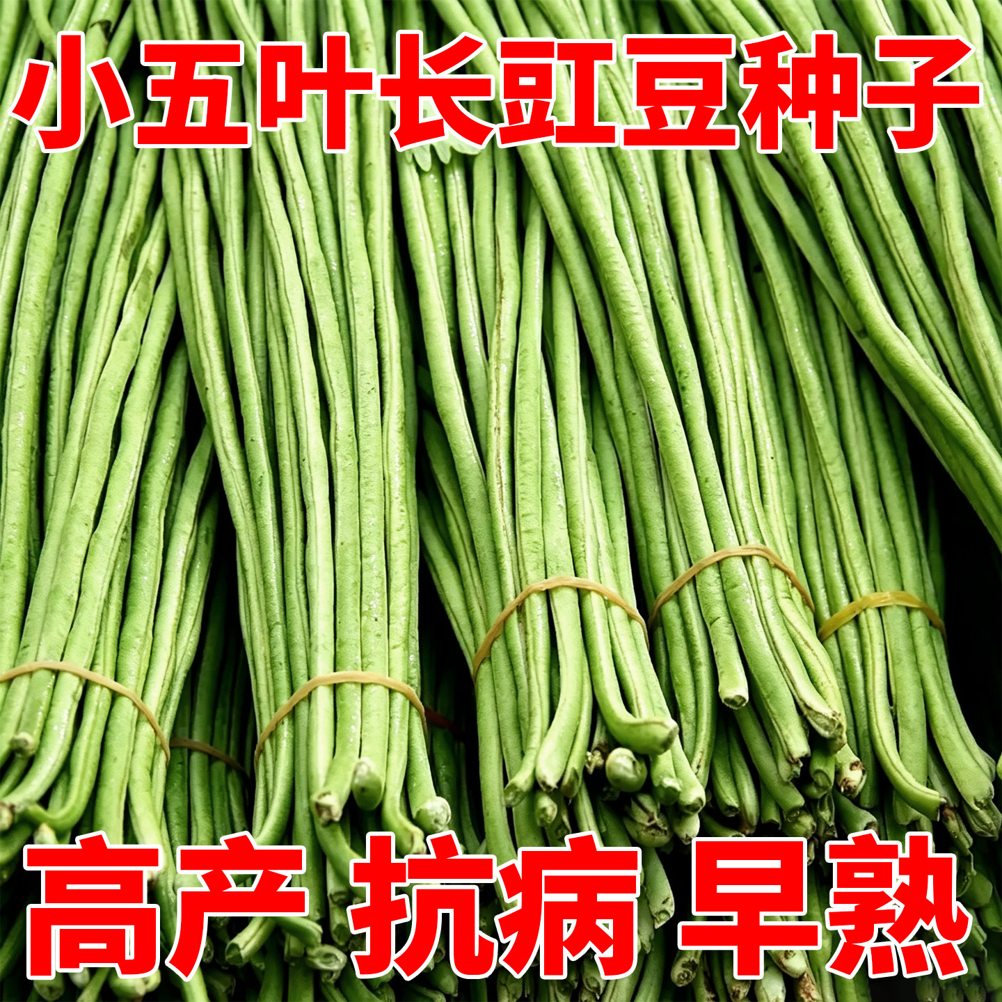 小五叶干枝梅特长豆角种子叶少果多压塌架豆角种子豇豆春秋种