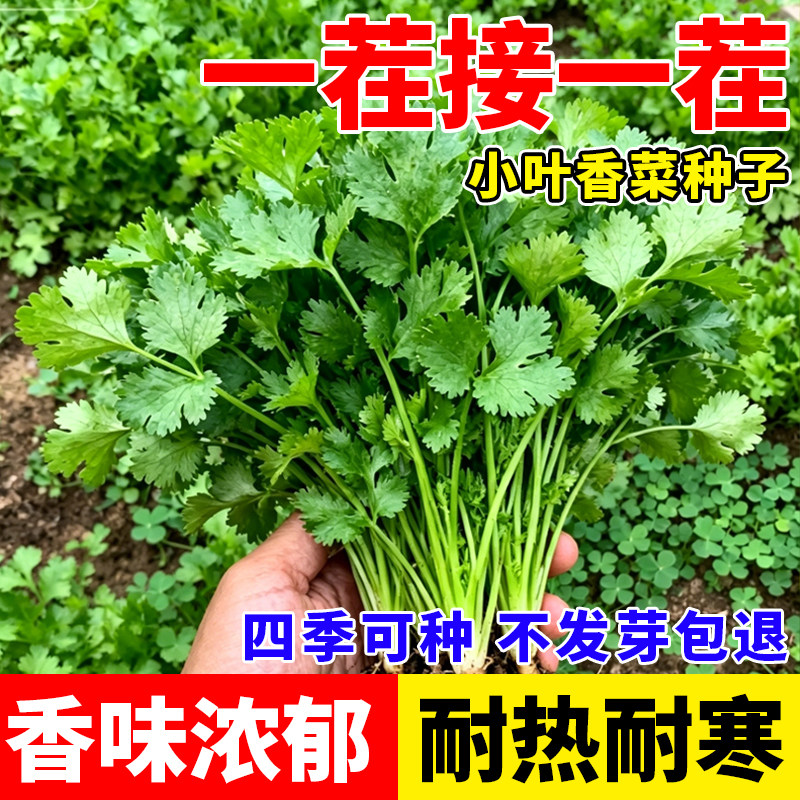 农家小叶香菜种子芫荽种籽四季播种蔬菜新手可种阳台小院约1000粒