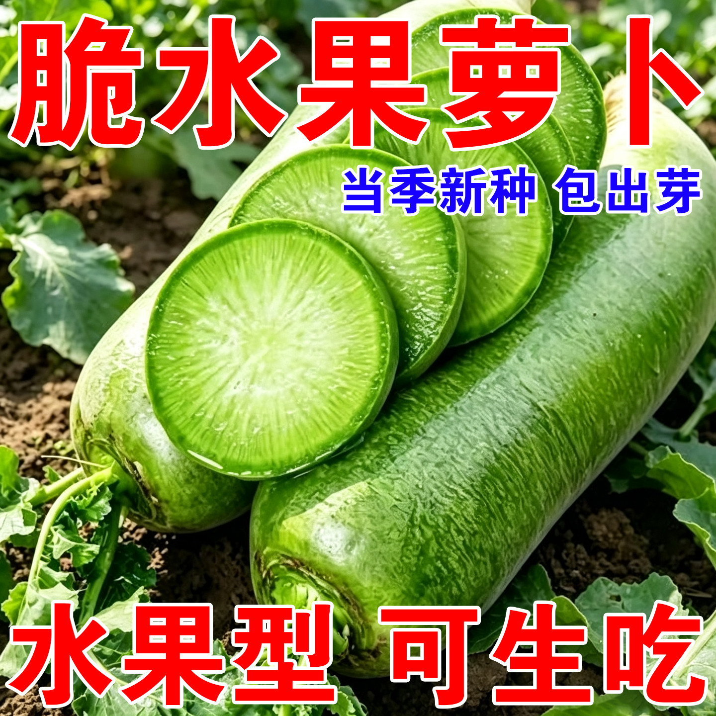 冰糖脆水果萝卜种子生吃脆甜农家蔬菜种四季播种农家蔬菜种秋播