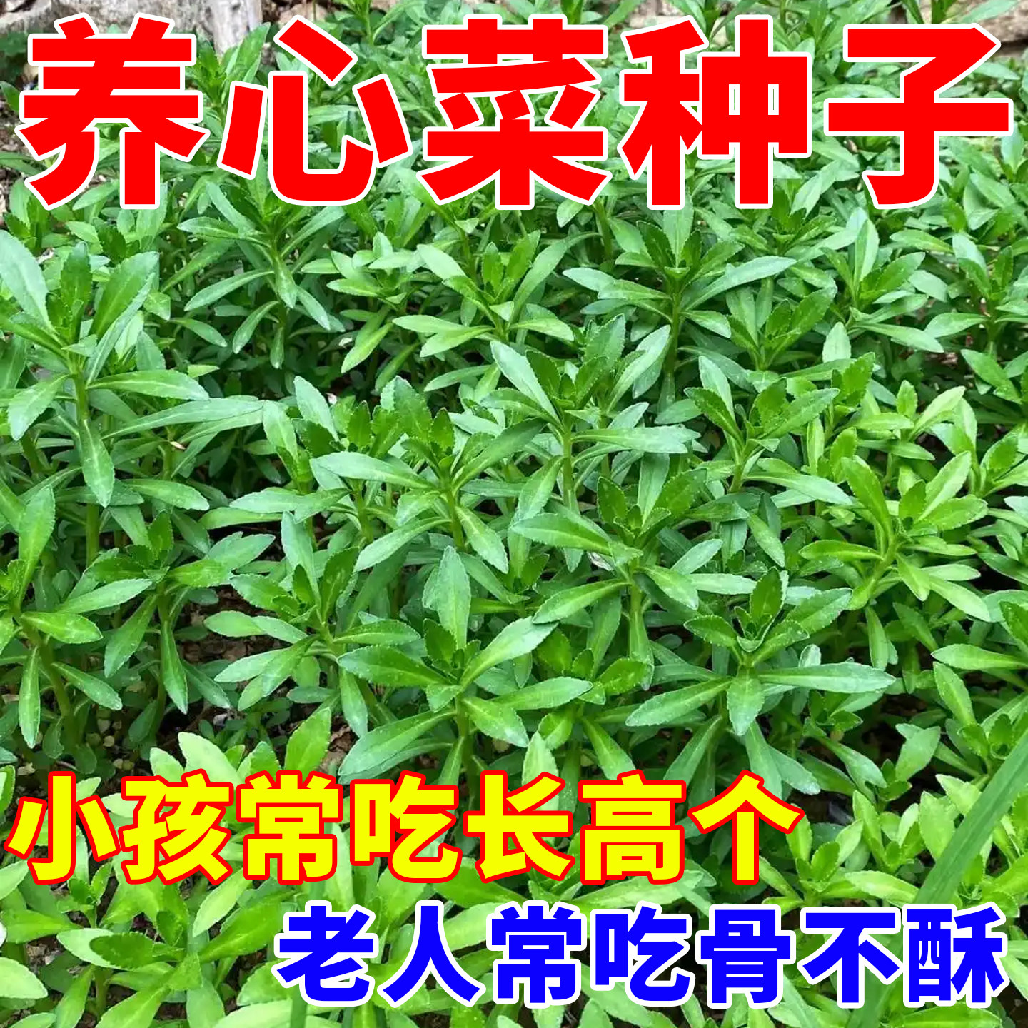高钙养心菜种子一年四季种救心菜籽种四季盆栽蔬菜易种高产蔬菜籽