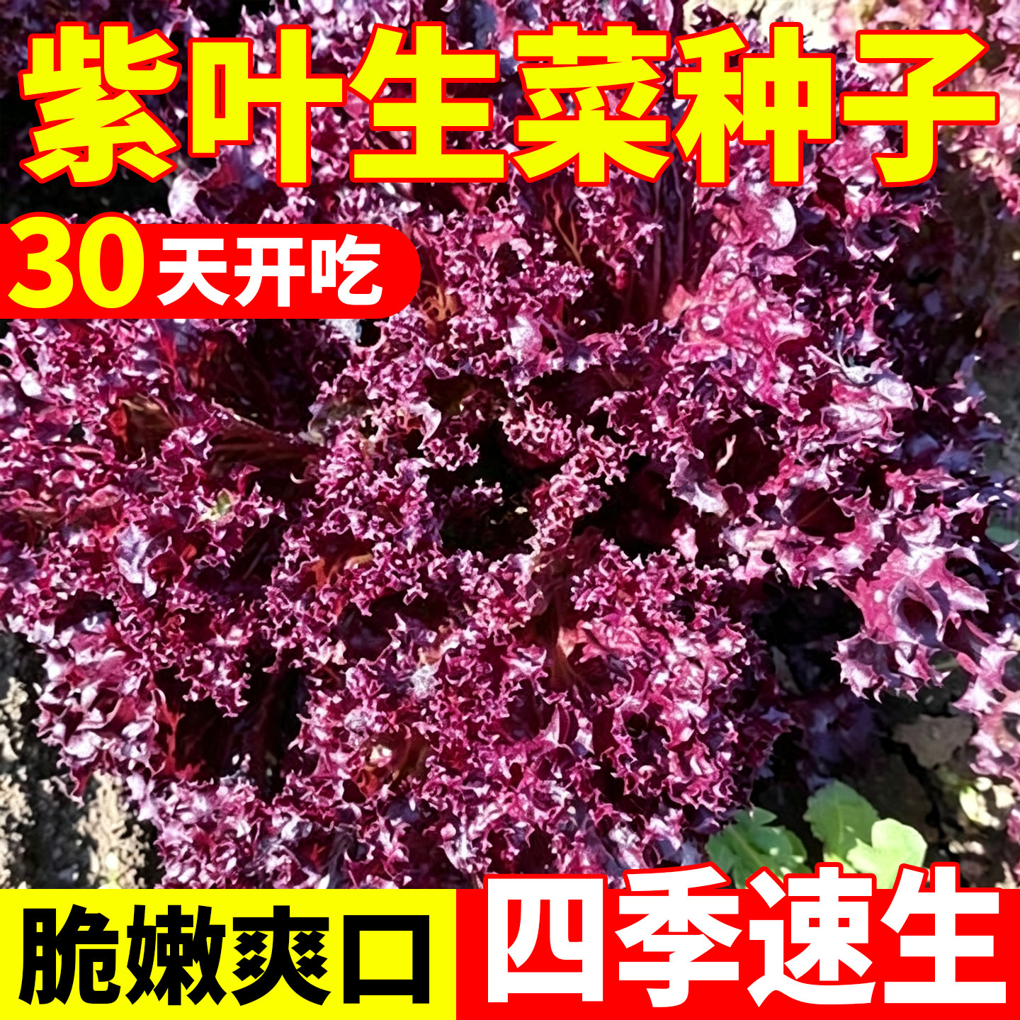 正品紫叶生菜种子四季紫色沙拉菜种耐热四季播冬季耐寒阳台庭院