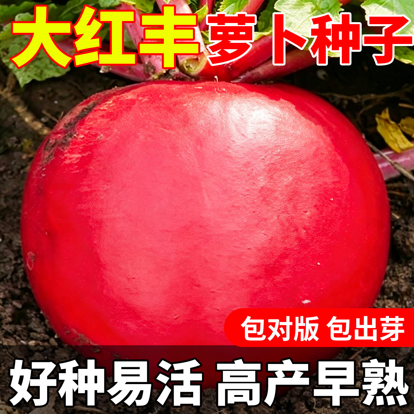 大红丰萝卜种子东北特大红圆萝卜籽四季种阳台庭院菜种籽约400粒