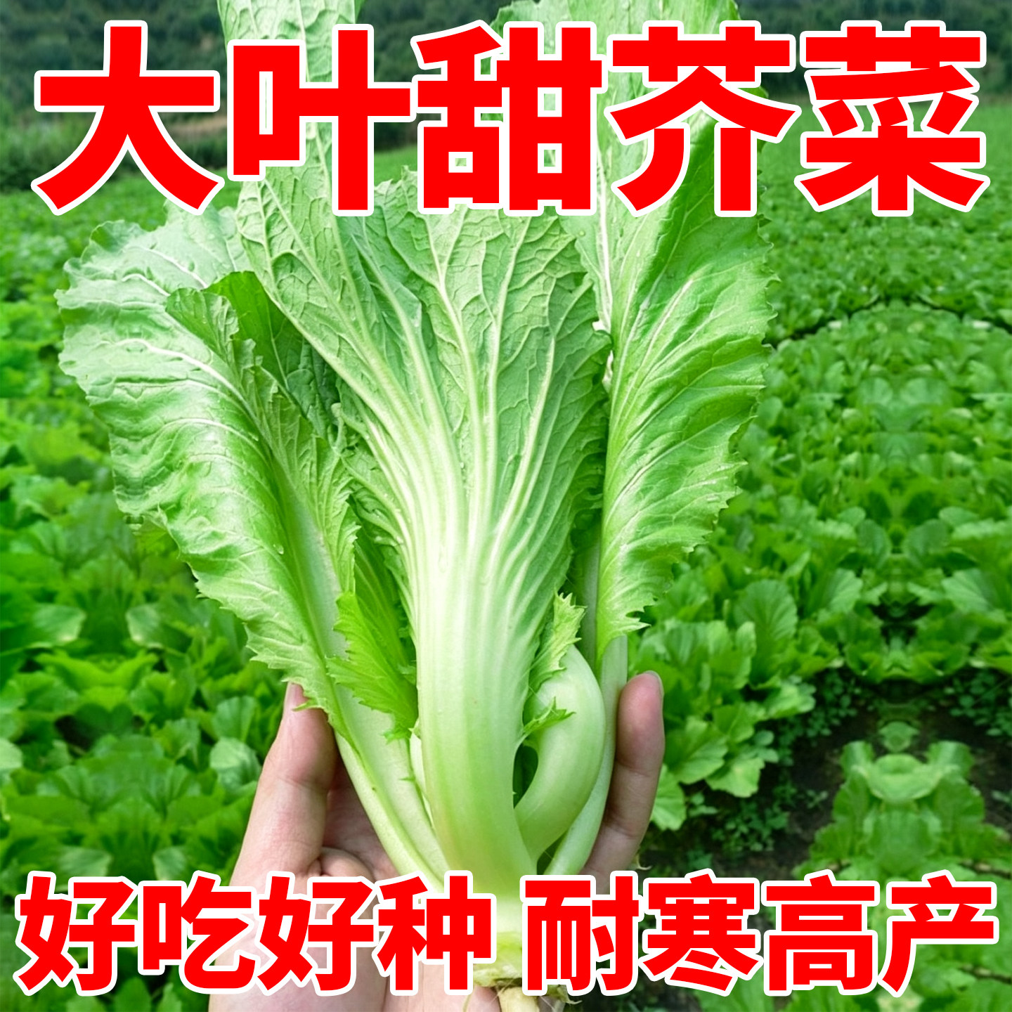 大叶甜芥菜种子四季耐热阳台花盆蔬菜种籽菜园青菜原装蔬菜种籽