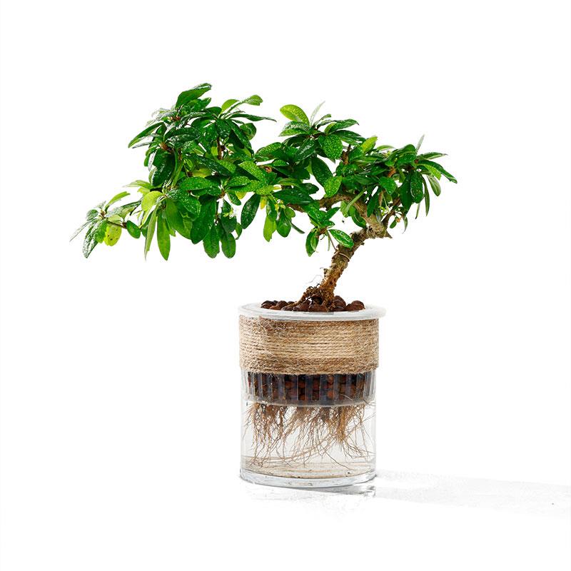 悬崖造型虎皮榕树盆景水培绿植物小盆栽办公室内小叶树苗四季常青