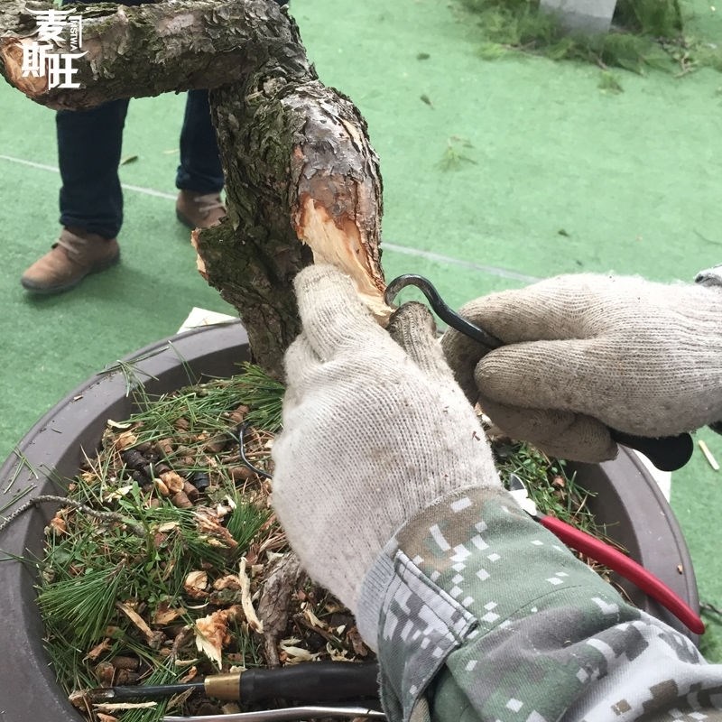 盆景工具舍利干盆景制作拉丝刀勾刀不锈钢拉丝钳盆景丝雕工具雕刻