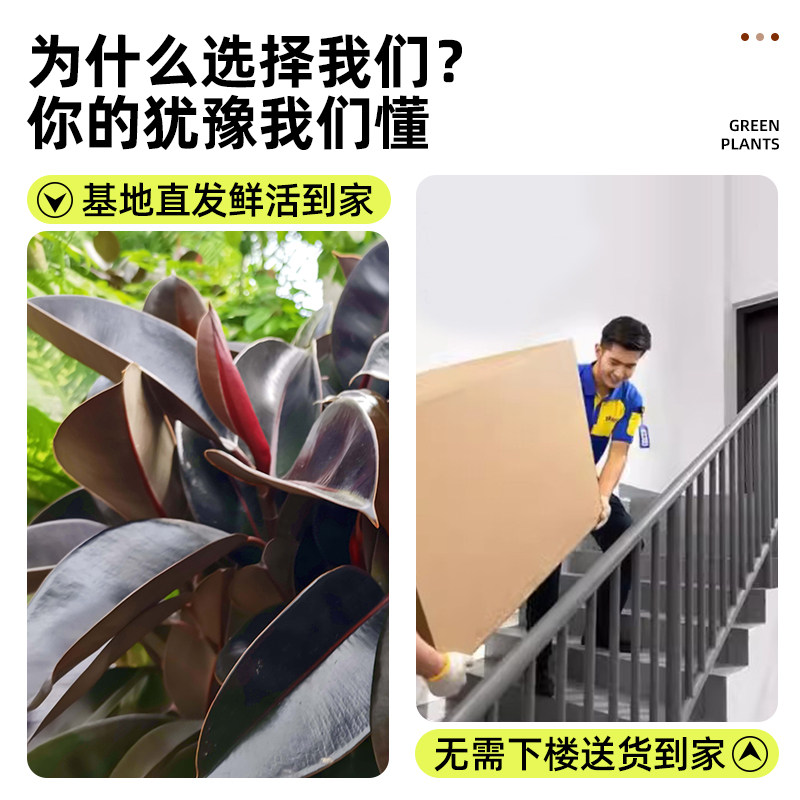 黑金刚橡皮树绿植高级客厅感大型盆栽室内旺宅树好养办公室吸甲醛