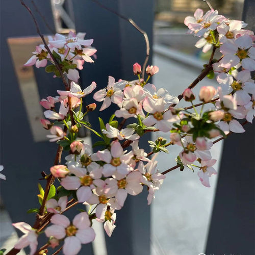 粉色喷雪花盆栽苗阳台露台庭院园艺植物花灌木多花粉花雪柳苗