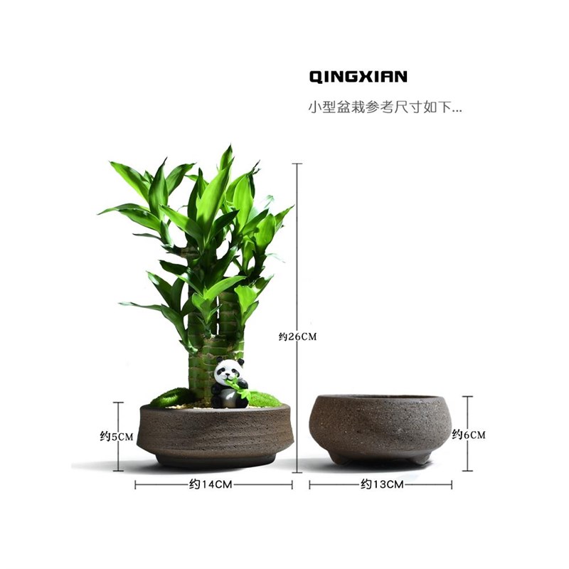 富贵竹盆栽节节高室内客厅好养懒人植物文昌竹办公室桌面招财绿植