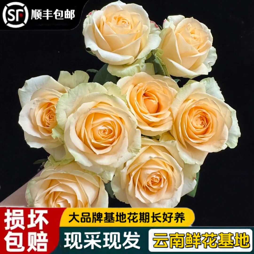 【顺丰包邮】云南花枝舞基地蜜桃雪山玫瑰鲜花水养真花特价新鲜采