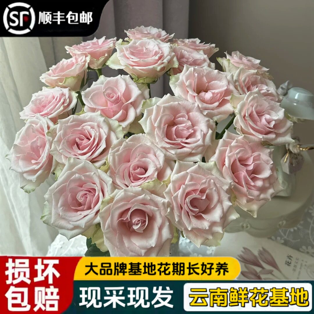 方德维纳斯玫瑰真花顺丰包邮