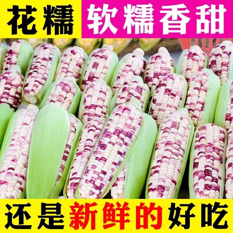 软糯香甜花糯玉米现摘批发