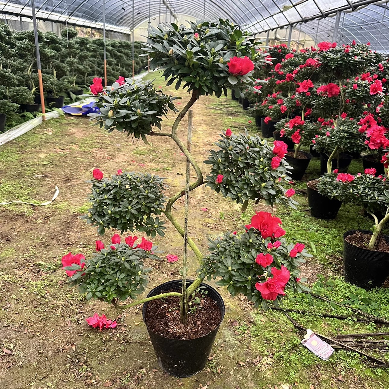 造型游龙杜鹃花花卉一年四季开花室内室外庭院绿植盆栽喜庆年宵花