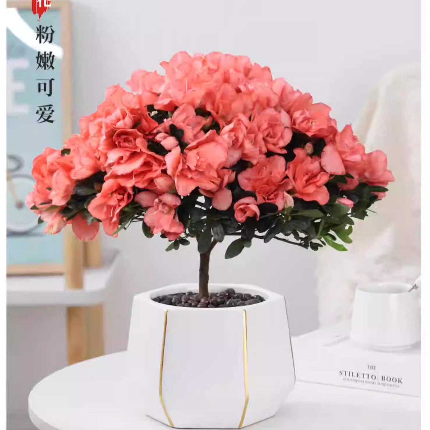 庭院花卉植物绿植阳台室内客厅