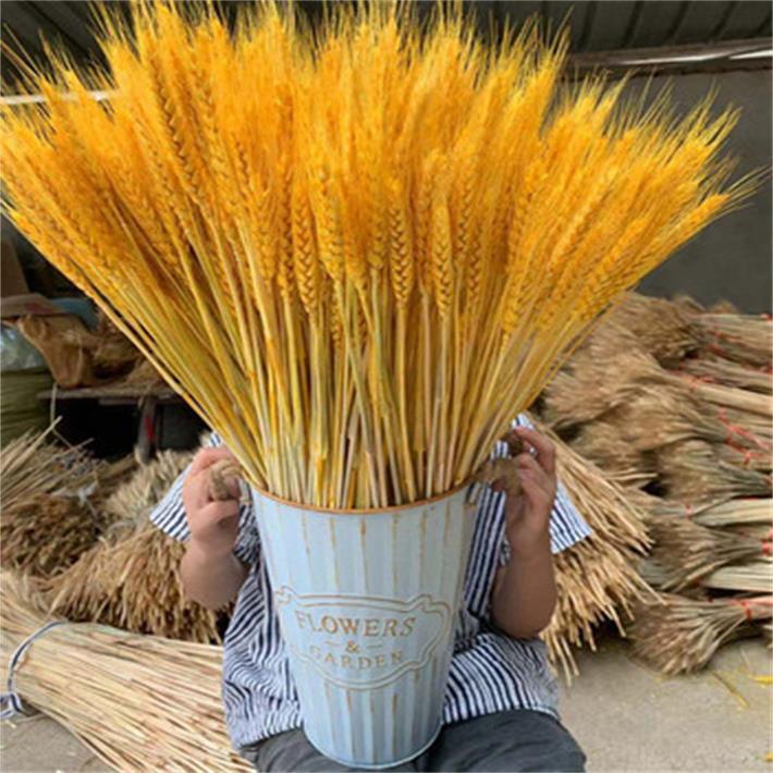 天然麦穗干花开业花篮田园装饰摆件摄影插花开业大麦礼品包邮花艺