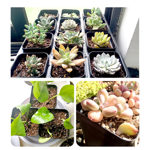 百土集小黑方加厚多肉盆塑料花卉扦插育苗叶插种植方形包邮大黑方