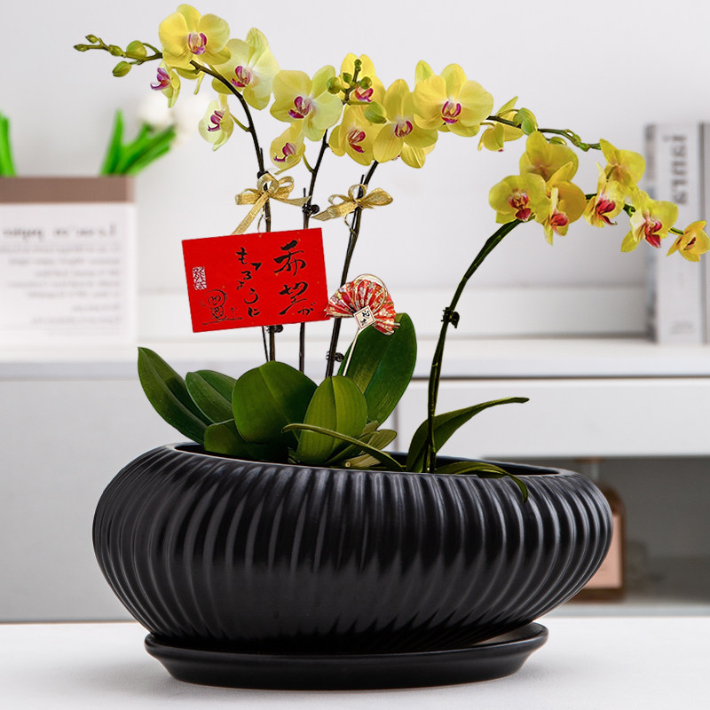 简约黑白蝴蝶兰专用花盆陶瓷兰花绿植蛋形竖纹客厅大号家用带托盘