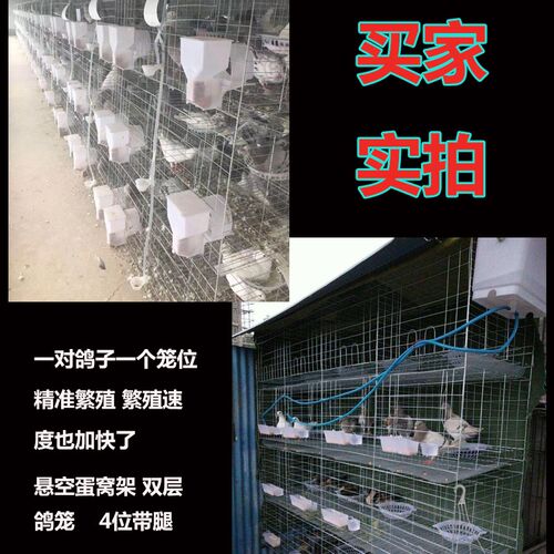包邮鸽子笼12位养殖专用家用信鸽肉鸽配对笼繁殖笼养殖笼鸽笼笼子