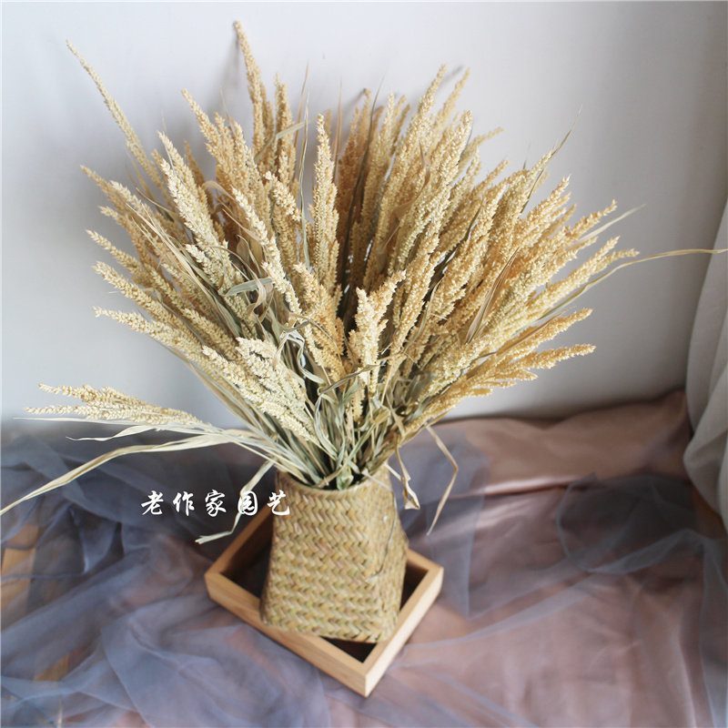 自然风干谷穗草干花包手工编制花篮真花花束摆拍道具家居装饰摆件