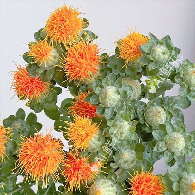 夏季特有小众花材橙色菠萝菊鲜花家居插花水养云南直发花期长送花