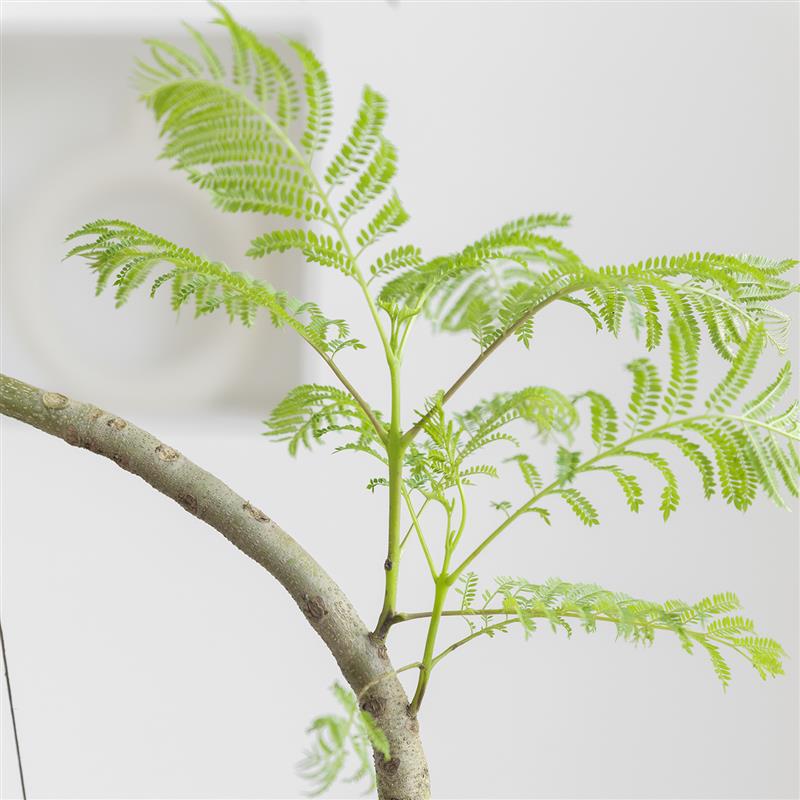 中古意境蓝花楹盆栽室内大型绿植客厅电视柜落地造型植物一物一拍