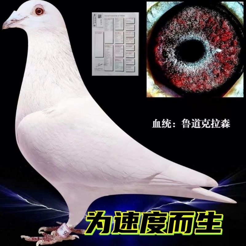 纯鲁道克拉森血统赛鸽种鸽一对带环包邮