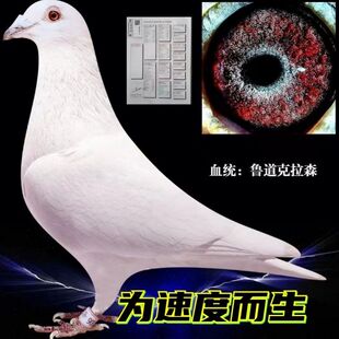 纯鲁道克拉森血统赛鸽种鸽一对带环包邮