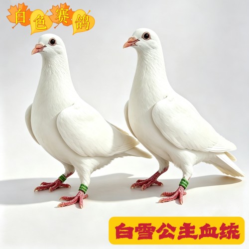 纯白雪公主血统赛鸽幼鸽一对带环包邮可飞千公里