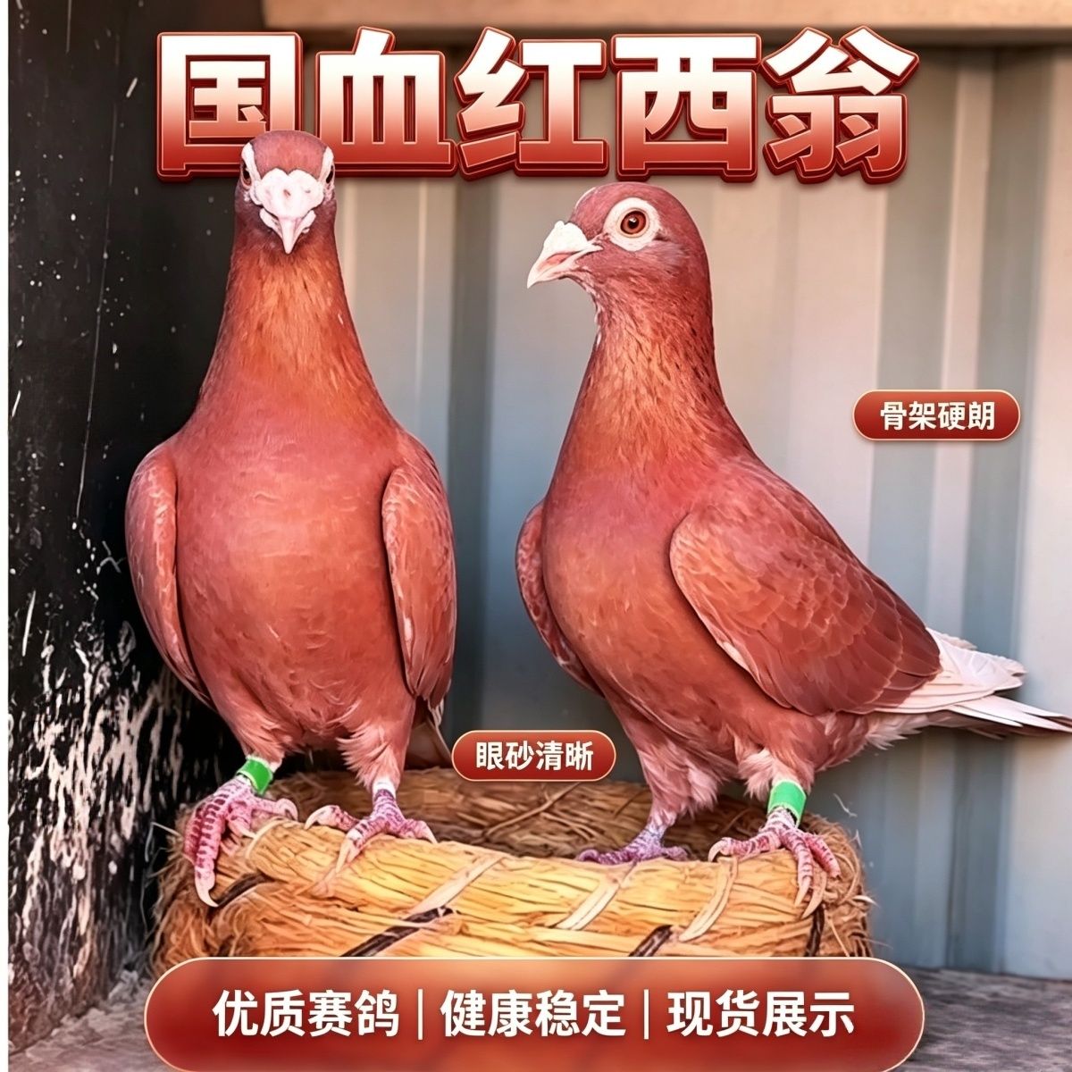 精品国血红西翁种鸽信鸽赛鸽纯种鸽子活一对成绩鸽原配种鸽