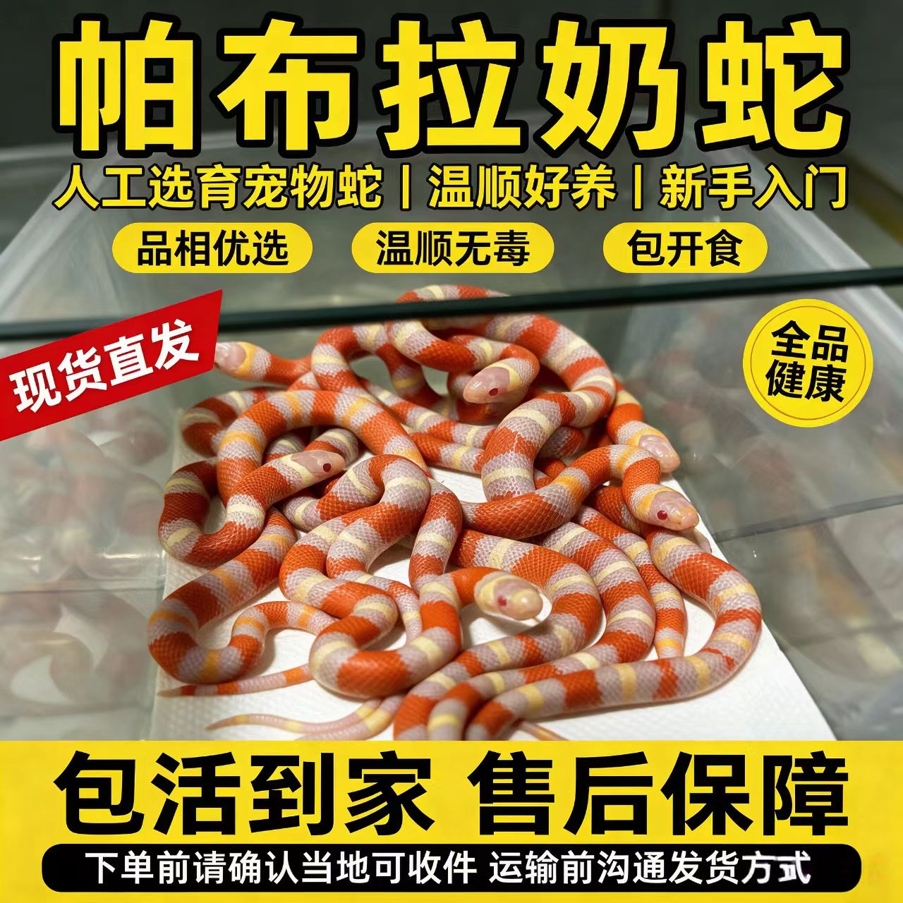 活体宠物蛇白化纳尔逊奶蛇帕布拉洪都拉斯奶蛇温顺无毒不咬人